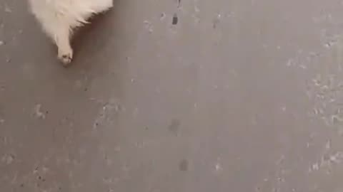 Dog Cornered