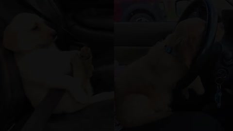 Baby And Puppy Growing Up Together!