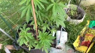 Morons and identity politics p 4