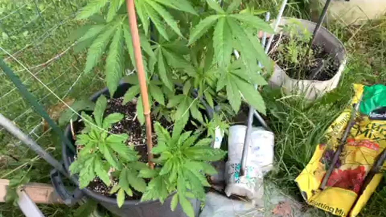 Morons and identity politics p 4