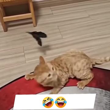 Funny cat playing 😺🐈