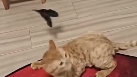 Funny cat playing 😺🐈