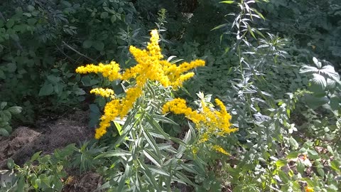 Goldenrod
