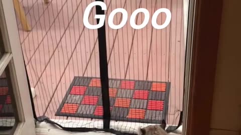 Cat goin through mesh