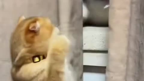 Cat Cute Funny 😍 eps#4