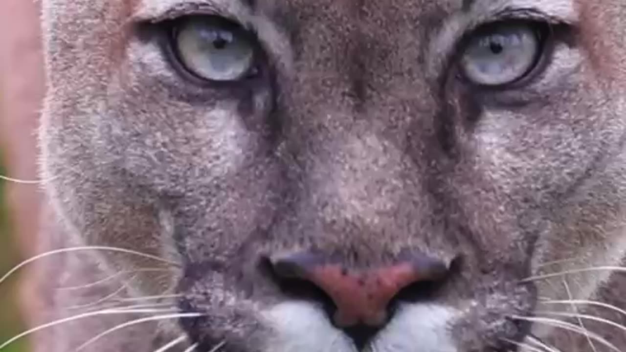 The Big Cat (nature)