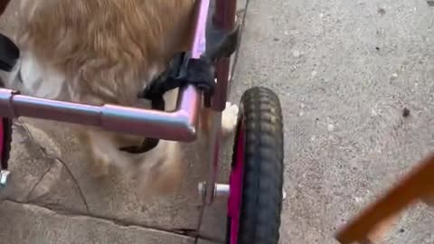 Usually she does great going down stairs.