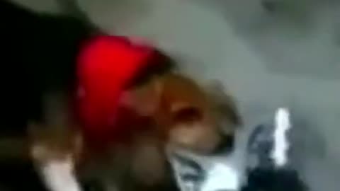 Pigeon And Dog Friendship #shorts #viral #shortsvideo #video