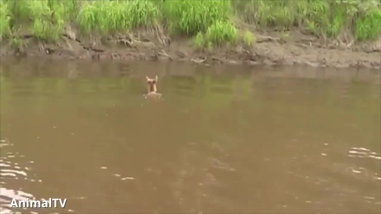 Cute Baby Tiger Cubs Playing - CUTEST Compilation