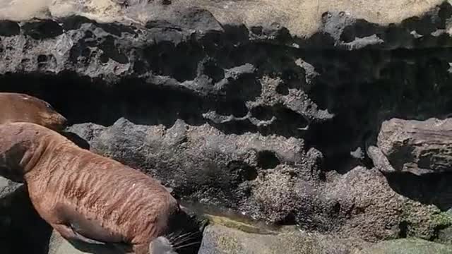 All Fun and Games Until the Sea Lion Alarm Goes Off!