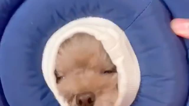 π»π©μ€λμ
μμ#ν΄λ―Έμ #μ΄μλΌ #ν±ν‘ #tiktok #λ°λ €λλ¬Ό #dogchallenge #λ§μ΄ν« #λλμ΄@ν«μλΆνν΄#μ£Όκ°λ² μ€νΈ #μ€νν«μ€λμ
@tiktok_kr