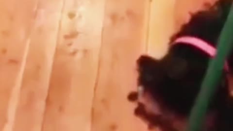 I thought it was a dog 😂😂