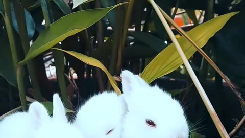 Calm videos