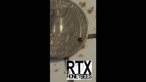 Why does honey cost so much