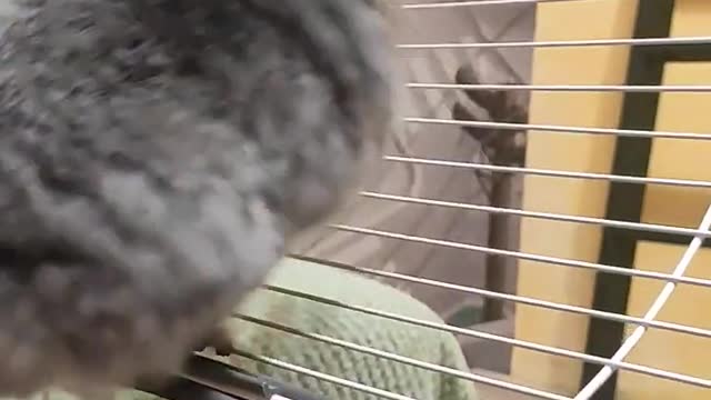 #cute #chinchilla #guineapig #pet #shorts #shortvideo #vlog #vlogs