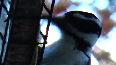 Woodpecker