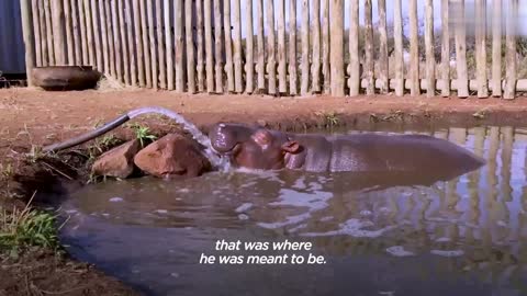 Baby Hippo Raised By Rhinos Meets A Hippo... ❤️ | The Dodo Go Wild