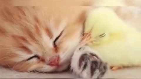 Baby cat 🐱