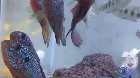 what fish is this?