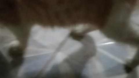 kitten playing