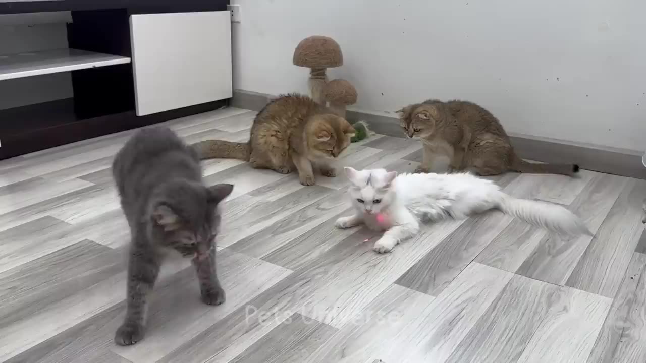 Ultimate Funny Cats and Dogs 😻🐶 Funniest Animals