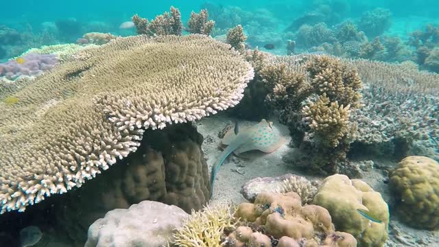 3عالم البحار