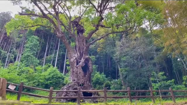 Japanesescenery.大きなクスノキ御神木