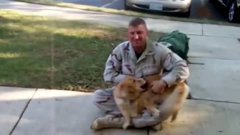 Dogs welcoming home soldiers