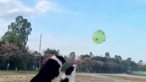 funny animal avideo
