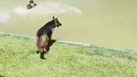 Funny animal video #rumble #yt video