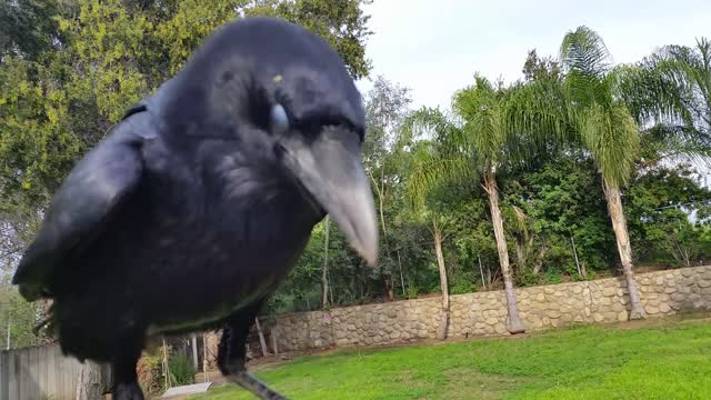 Pet Crow Jon Snow Flys to My Arm on Command
