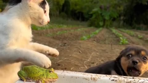 Funny cat and funny cute dogs 🤣🙃🤣🫠