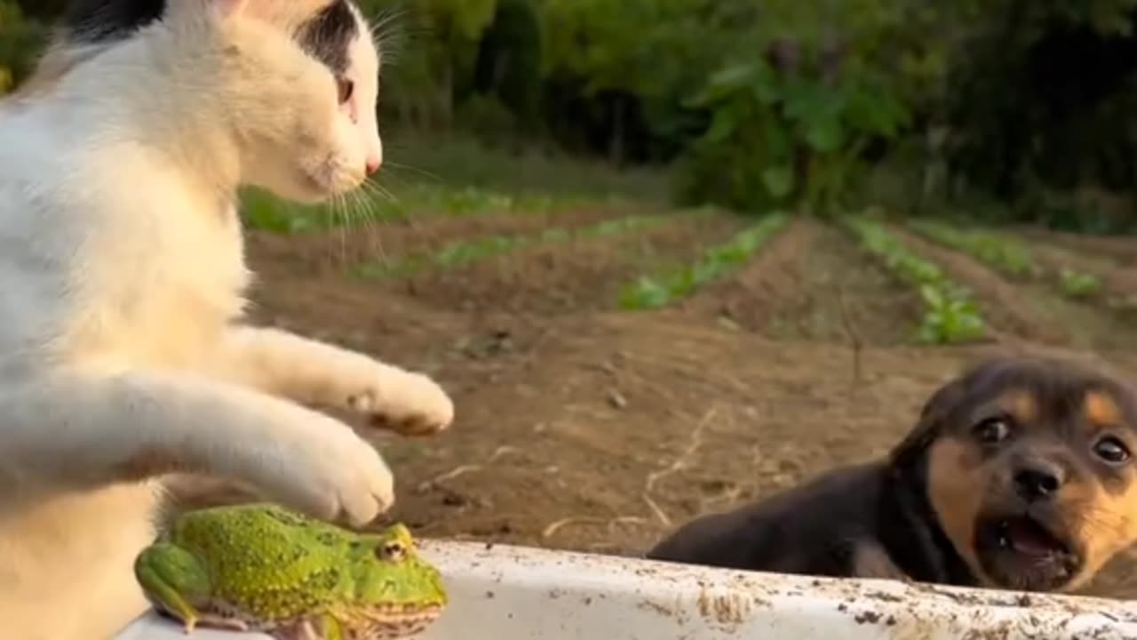 Funny cat and funny cute dogs 🤣🙃🤣🫠