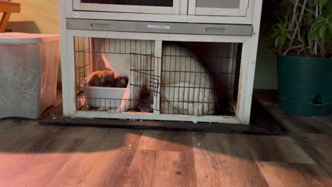 Husky Crawls Into Bunny Hutch