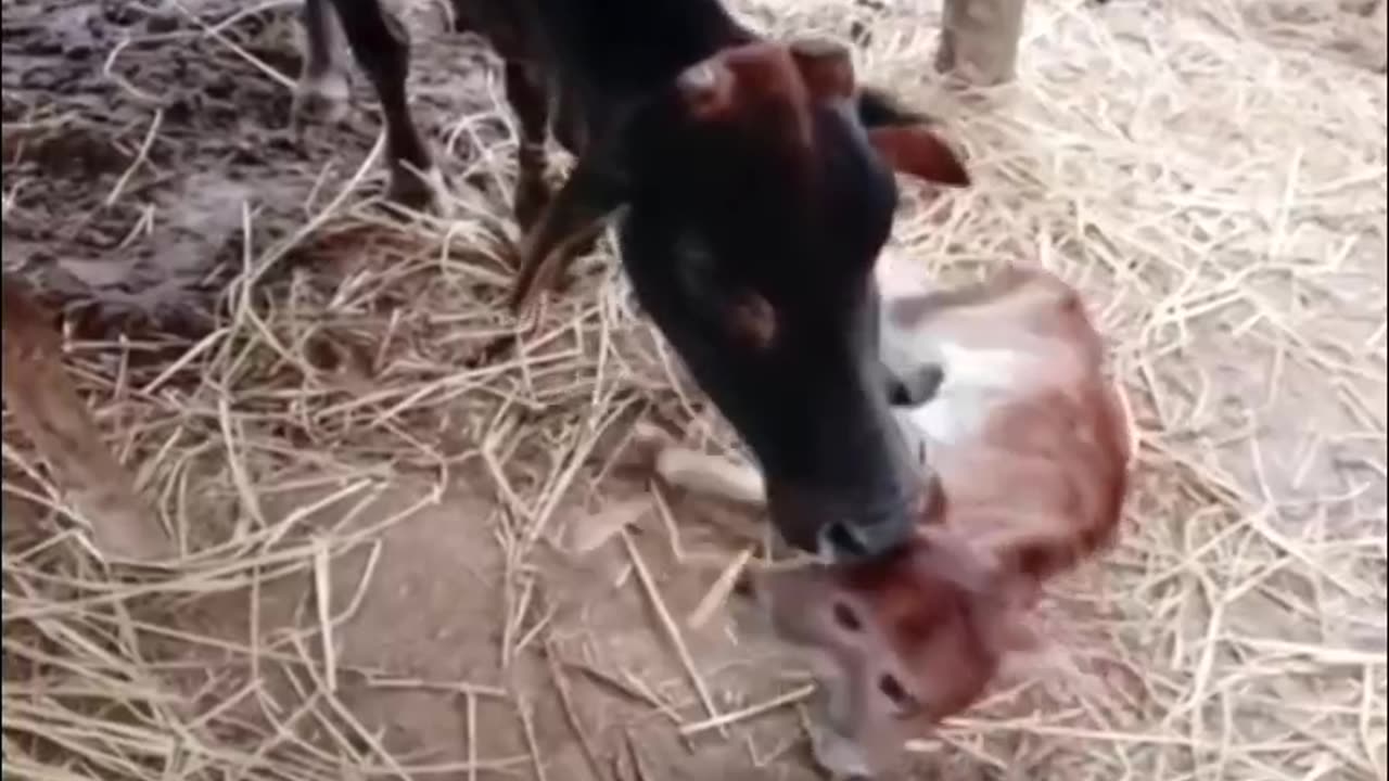 Cow baby tow head
