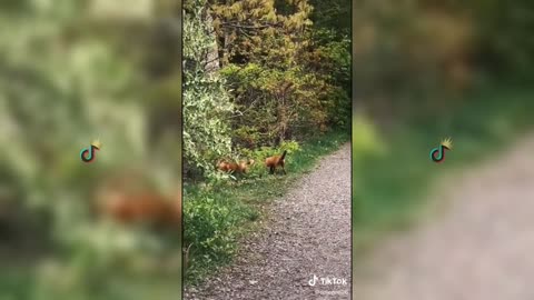 The Foxy Fiasco: A Hilarious Tale of a Witty and Wily Fox