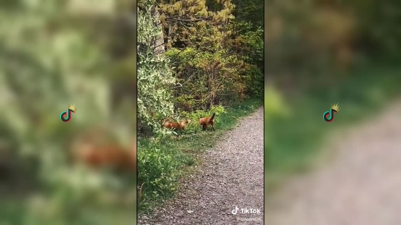 The Foxy Fiasco: A Hilarious Tale of a Witty and Wily Fox