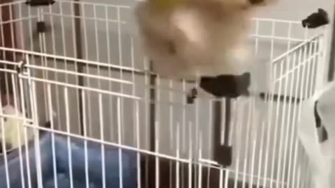Viral cats and dogs 🐶🐱|| most funny video 😂✅