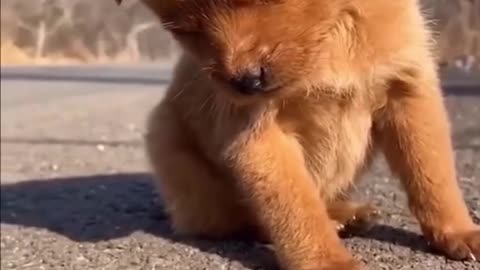 When your puppy goes sleeping mode...so cute