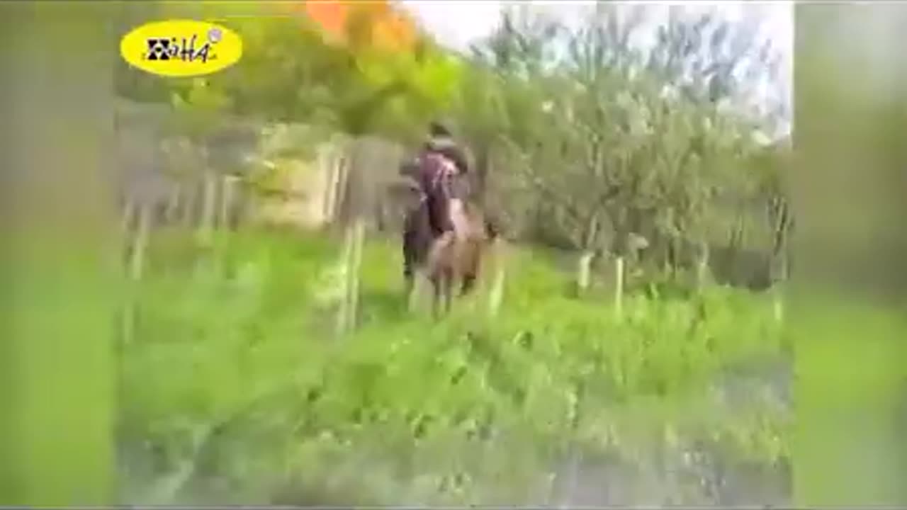 Hilarious Horse Bloopers: Best Fails of April 2015 in Funny Animal Videos