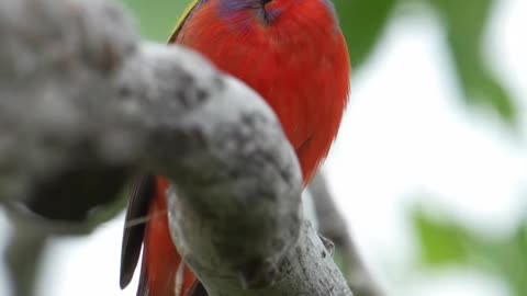 Painted bunting song