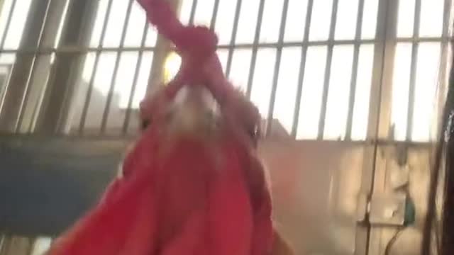 Have you ever seen a chicken like this