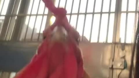 Have you ever seen a chicken like this