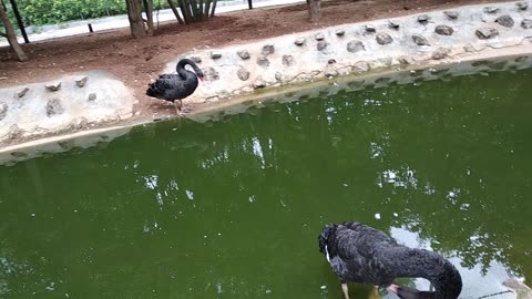 Mysore zoo (Birds), ಮೈಸೂರು ಮೃಗಾಲಯ (ಪಕ್ಷಿಗಳು) | Kannada vlogs | Deviprasad Vlogs