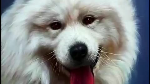 Dog Painting