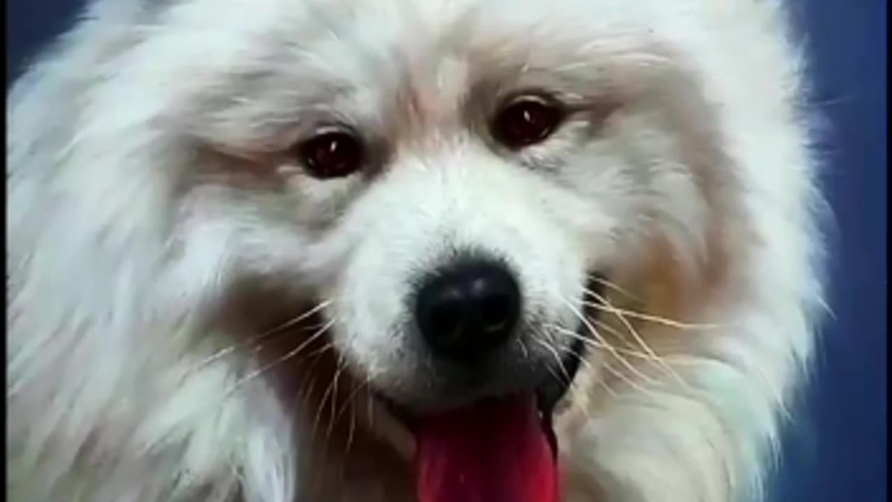 Dog Painting