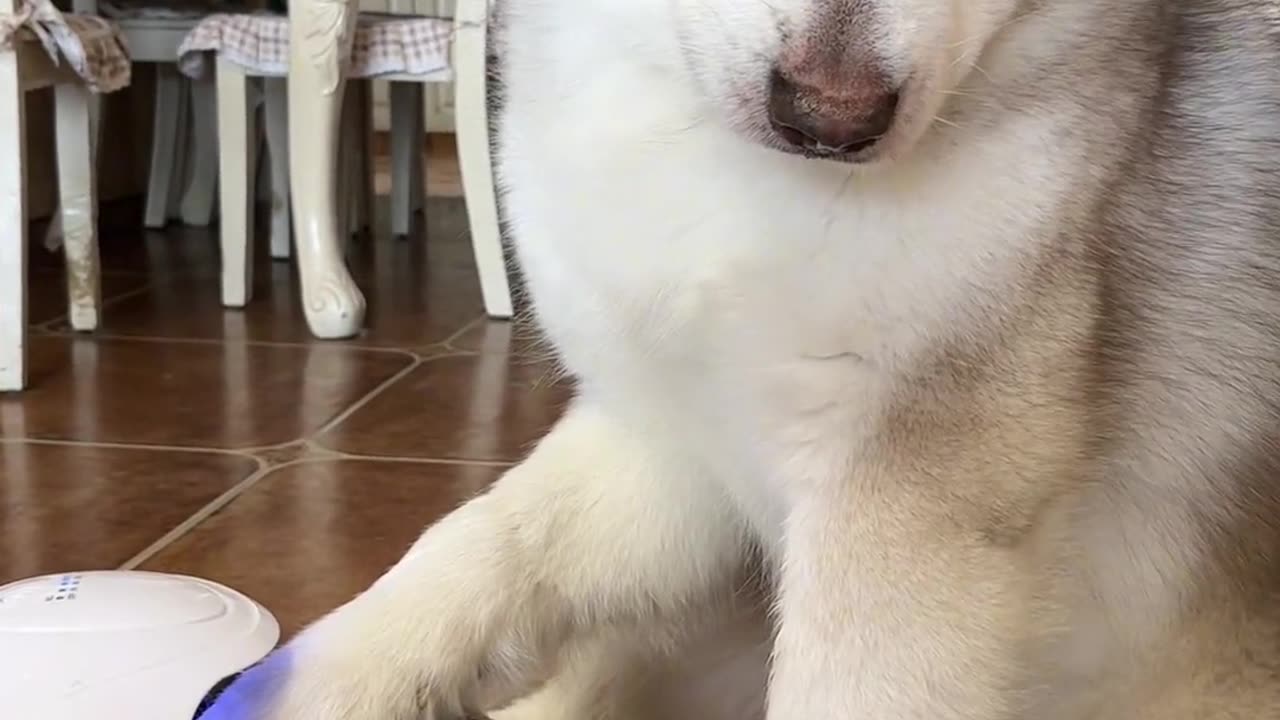 Crazy Dog Tails Everyday Part- (9)