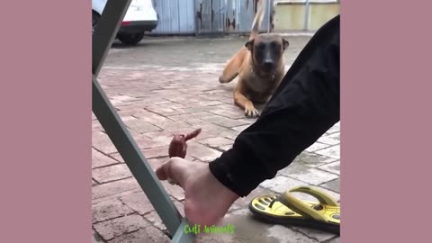 Funniest Dogs And Cats Videos 😅 - Best Funny Animal Videos 2023 🥰 #15