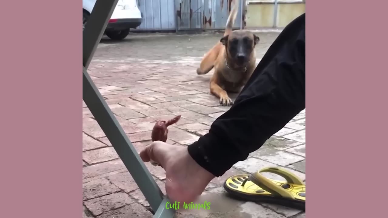 Funniest Dogs And Cats Videos 😅 - Best Funny Animal Videos 2023 🥰 #15