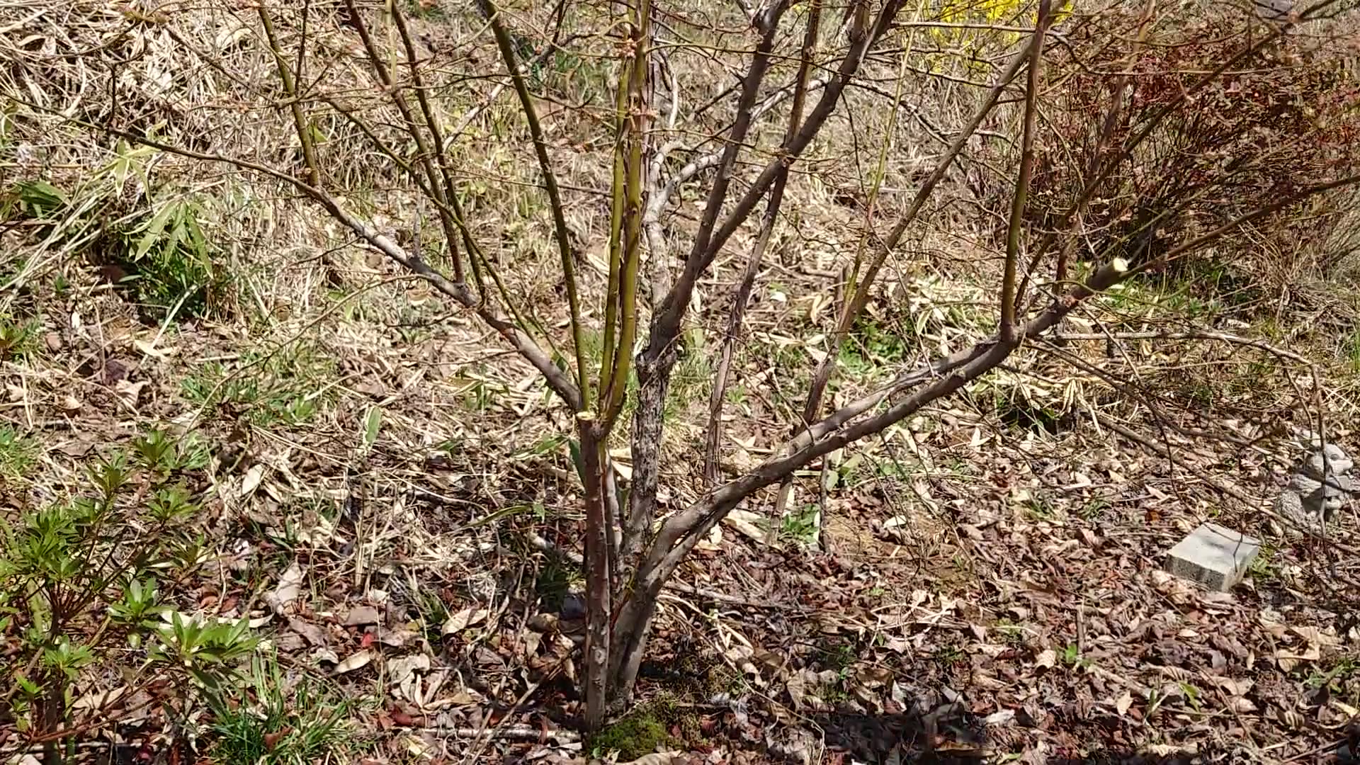 Our flower garden and scenery in Nasu, Japan.